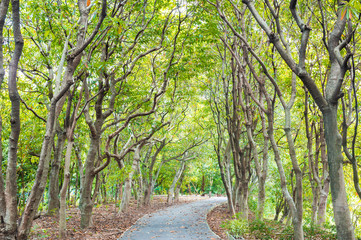 Wall Mural - texture of green forest and branch from tree with walkway for exercise
