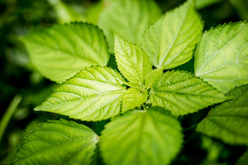 Wall Mural - green leaves background texture,beautiful close up of leaf