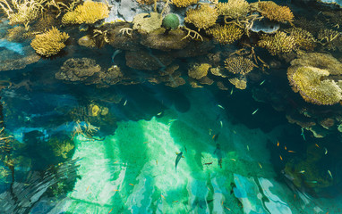 Wall Mural - coral reef with many different fish. Top view