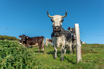 Sticker - Vaches vosgienne dans un paturage