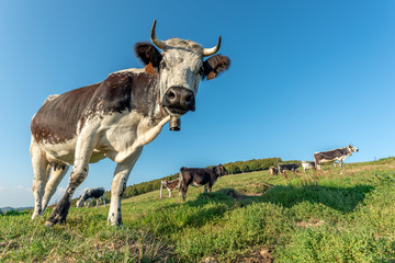 Sticker - Vache vosgienne dans un paturage