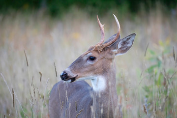 Wall Mural - A young White-tailed deer buck in the early morning light in summer in Canada