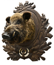 Wild Boar Head Trophy