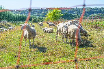 Sheep’s graze in a Dutch meadow