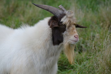 Canvas Print - A goat at the farm