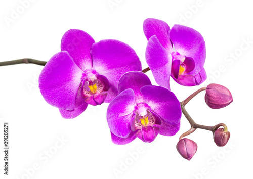 Orchid isolated on white
