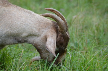 Poster - A goat at the farm