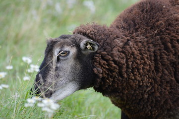 Wall Mural - A sheep in the pasture