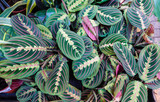 Fototapeta  - Exotic Maranta Leuconeura Fascinator plant leaves Beautiful color floral background