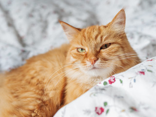 Wall Mural - Cute ginger cat lying in bed. Fluffy pet is staring in camera. Cozy home background, morning bedtime.