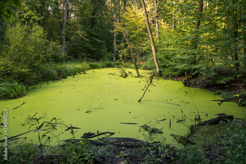 Cuadros en Lienzo Swamp in Kabacki forest, Masovia, Poland