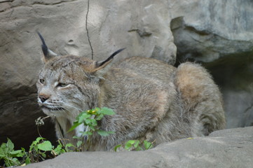 Wall Mural - Lynx on a rock in the outdoors