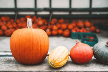 Colorful Pumpkins And Squashes In Different Varieties. Background