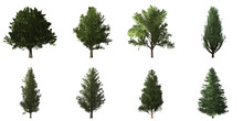 Collection Of Isolated Trees On White Background