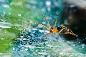 Wall Mural - Close-up view of spider on web