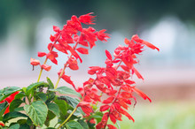 Photo Of A Lot Of Beautiful Flowers Salvia Coccinea In The Garden. They Are Often Called Blood, Tropical, Texas, Scarlet Sage.