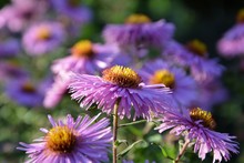 Bright Purple Asters Novae-angliae In The Autumn Garden Enjoyed The Sun.