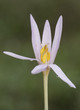 © JUANFRANCISCO - Colchicum lusitanum autumn crocus meadow saffron or naked lady is a beautiful toxic pink purple autumnal flower despite its beauty