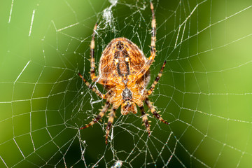 a large cross spider sits in her spider's web and lurks for prey