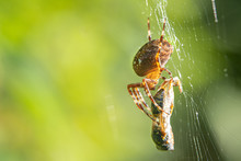 A Big Cross Spider Has Caught A Wasp As Prey In Its Spider Web And Is Now Spinning It In