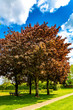 Four big trees real red norway maple or acer platanoides with its red leaves in a park on a sunny day, wonderful spring day with a blue sky in Beek, south Limburg in the Netherlands