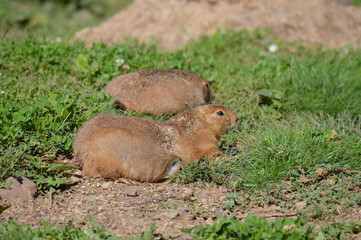 Canvas Print - A prairie dog in the outdoors