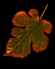 Wall Mural - closеup image of autumn leaf on black background