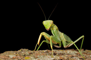 Canvas Print - Common green mantis (Sphodromantis gastrica) on a branch, South Africa.