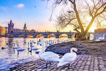 Canvas Print - View on Charles bridge and swans on Vltava river in Prague at sunset, Czech Republic