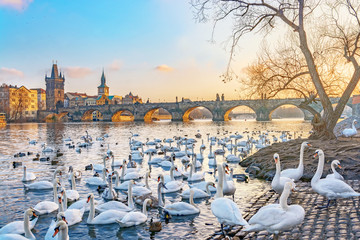 Wall Mural - View on Charles bridge and swans on Vltava river in Prague at sunset, Czech Republic