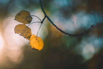 Wall Mural - Trembling Aspen Leaves in Autumn