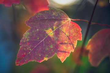 Wall Mural - Colorful Maple Leaf in Fall