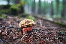 Neoboletus Luridiformis Known Until 2014 As Boletus Luridiformis, Is A Fungus Of The Bolete Family, All Of Which Produce Mushrooms With Tubes And Pores Beneath Their Caps Is Known As Scarletina Bolete