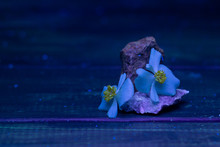 Begonia Flowers On Stones In UV Black Light