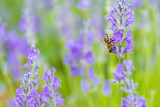Fototapeta Kwiaty - Lavender Flowers at the Plantation Field, Lavandula Angustifolia