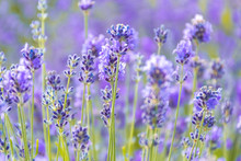 Lavender Flowers At The Plantation Field, Lavandula Angustifolia