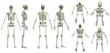 Multiple poses of skeleton white background  isolated 3d render