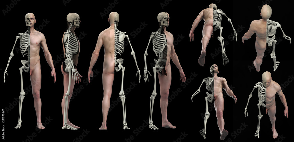 Skeleton and skin cross section view of male body and anatomy 3d render