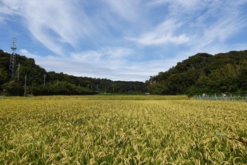 Canvas Print - Rice cultivation / In Japan, rice is planted in the rainy season in May, and the harvest season comes in late September.