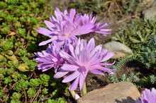 Colchicum With Pink Double Flowers Blooms In Rockery