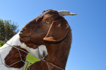 Two goats in a green meadow on a sunny day. Side and bottom view. Goat head on a background of blue sky. close-up.