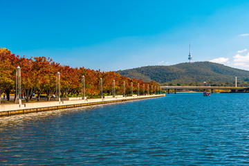 Autumn colors on Queen Elizabeth terrace in Canberra, Australia