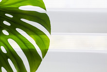 Tropical Natural Sheet Monstera Leaves On The Background Of A Window With Roller Blinds. Split-leaf Philodendron, Tropical Foliage. Place For Text.