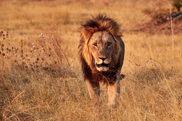 Poster - Beautiful lion walking free in the african savanna.