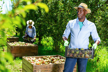 Portrait of tired African American man carrying plastic box of harvested ripe pears in fruit garden