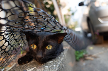 Canvas Print - stray black cat hide and play