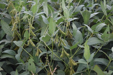 Canvas Print - Soybeans