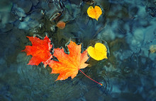 Bright Maple Leaves In A Puddle. Beautiful Autumn Atmosphere Image. Vivid Autumn Maple Leaves On Water Backdrop. Fall Season Background Concept. Shallow Depth. Close Up. Soft Selective Focus