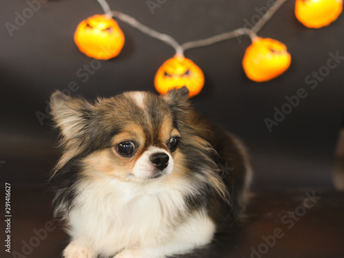 Portrait Of Cute Long Hair Black Brown And White Color Chihuahua