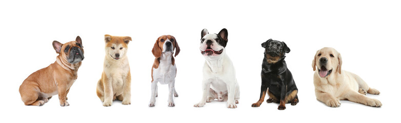 Set of adorable dogs on white background